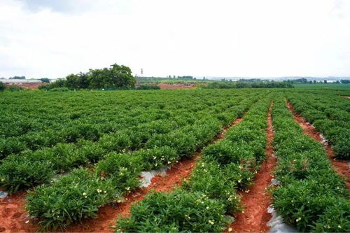 從會(huì)場(chǎng)到田間 石林西洋參產(chǎn)業(yè)的實(shí)地探訪與展望