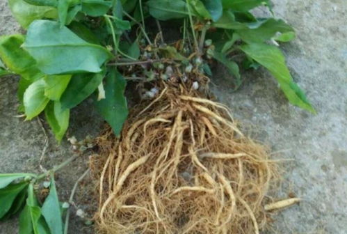 四葉參 市場價值高昂，農民種植意愿為何低迷？